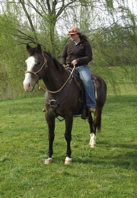 COM Gena Clifton 301-247-7189 THIS <b>HORSE</b> IS LOCATED. . Horses for sale in alabama